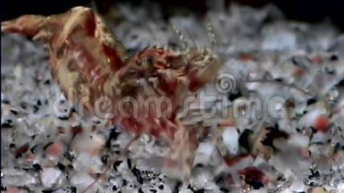 红虾掩映在白海海底的玻璃海底寻找食物。